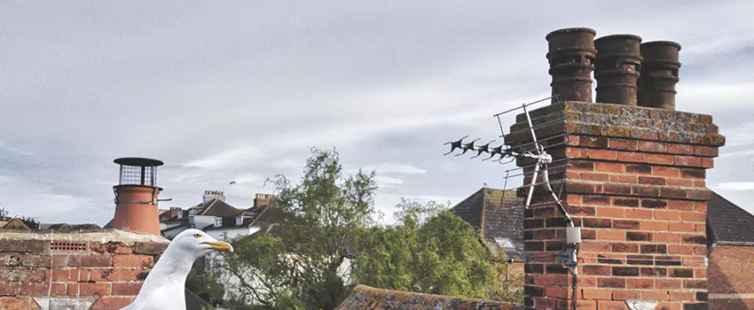 Chimney Cleaning And Restoration in El Reno, Oklahoma